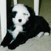 koko1.gif(20 kb)